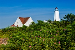 Beach Roses Behind Lynde Point Lighthouse in Summer